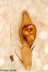 Ctenus minor, male palp, ventral