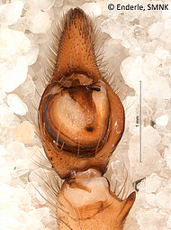 male 1 from French Guiana, palp ventral