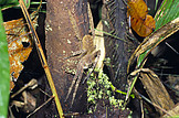 <i>Phoneutria fera</i> resting on palm trunk