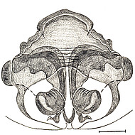 vulva, dorsal scale bar 1 mm
