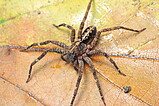 Ctenus crulsi - female   Photo: Thiago Gomes de Carvalho