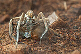 <i>Ancylometes bogotensis</i> mating in laboratory (Photo: L.Scheuermann)