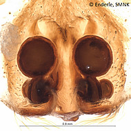 female 1 from French Guiana, vulva dorsal