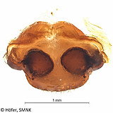 Ctenus crulsi, female vulva, dorsal view, Photo: Hubert Höfer