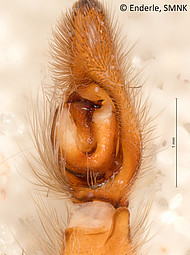 male 2 from French Guiana, palp ventral