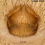 Ctenus minor, female epigyne, ventral view