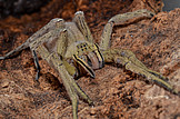 female of <i>Phoneutria</i> cf. <i>depilata</i> resting on bark