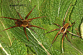 <i>Ancylometes bogotensis</i> - couple, Panama, photo by A. Leetz