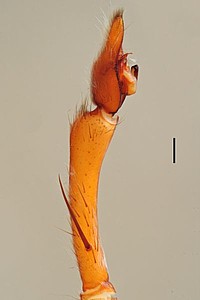 Centroctenus auberti, male palp, prolateral view (specimen from Manaus)