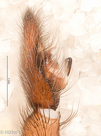 Centroctenus auberti, male palp, prolateral view (specimen from French Guiana)