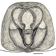 epigyne, ventral scale bar 1 mm