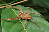 Cupiennius bimaculatus female   (Photo: Thiago Gomes de Cavalho)