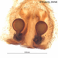 female 2 from French Guiana, vulva dorsal