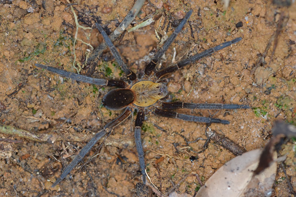 <i>Ancylometes terrenus</i>