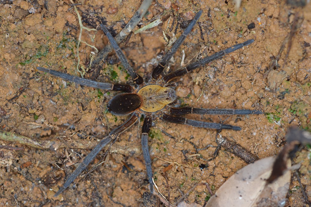 <i>Ancylometes terrenus</i>