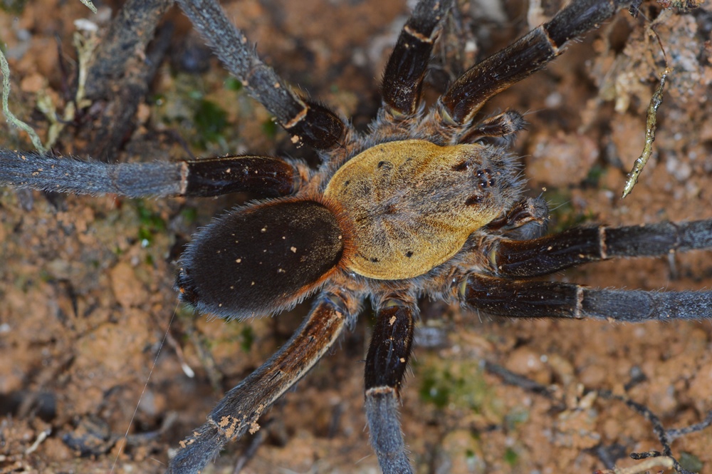 <i>Ancylometes terrenus</i>