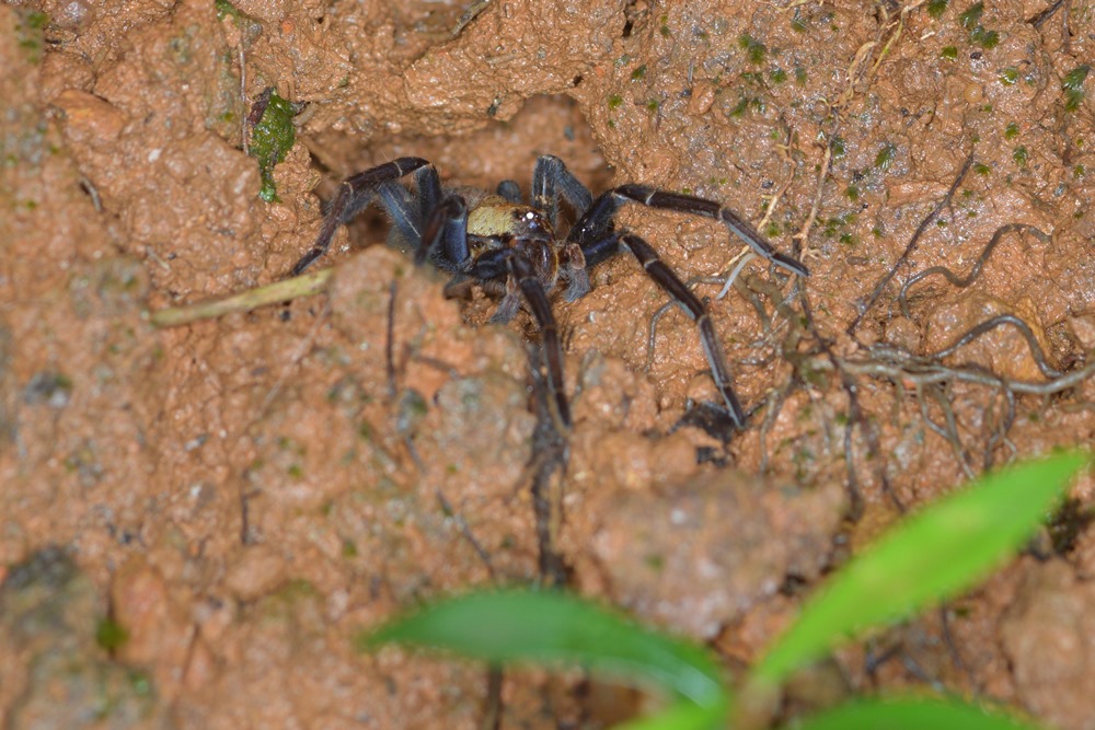 <i>Ancylometes terrenus</i>